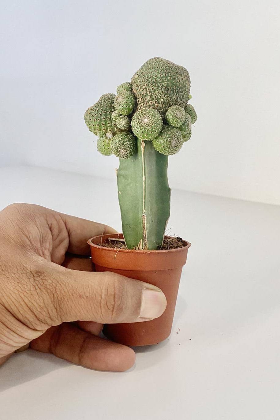 Blossfeldia Cactus - image 2