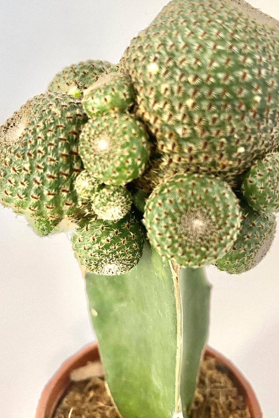 Blossfeldia Cactus - image 3