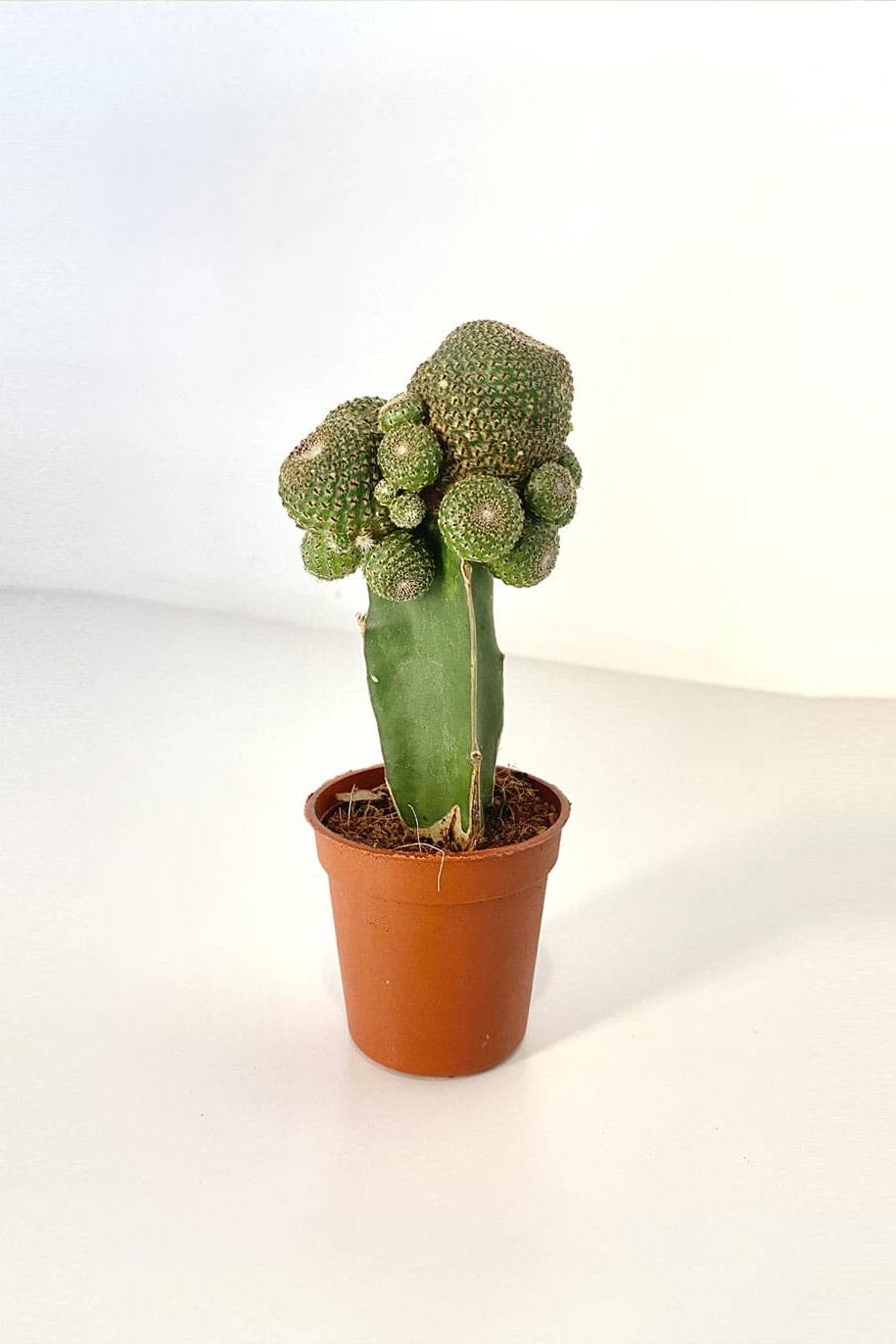 Blossfeldia Cactus - image 1