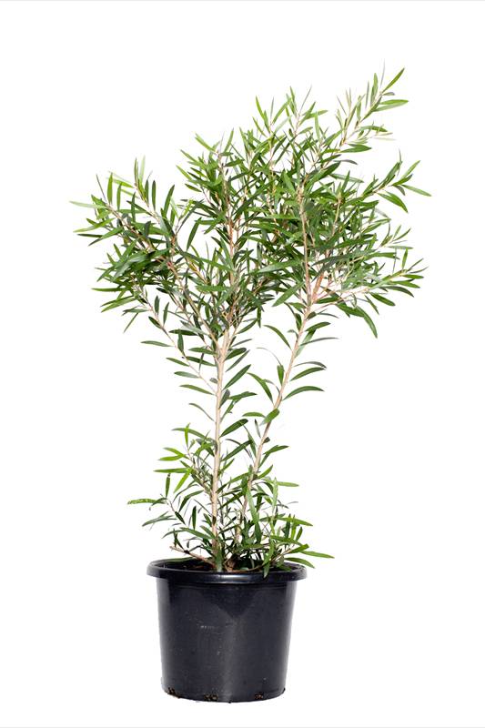 Callistemon Viminalis Or Bottle Brush Tree - Callistemon Viminalis - image 4