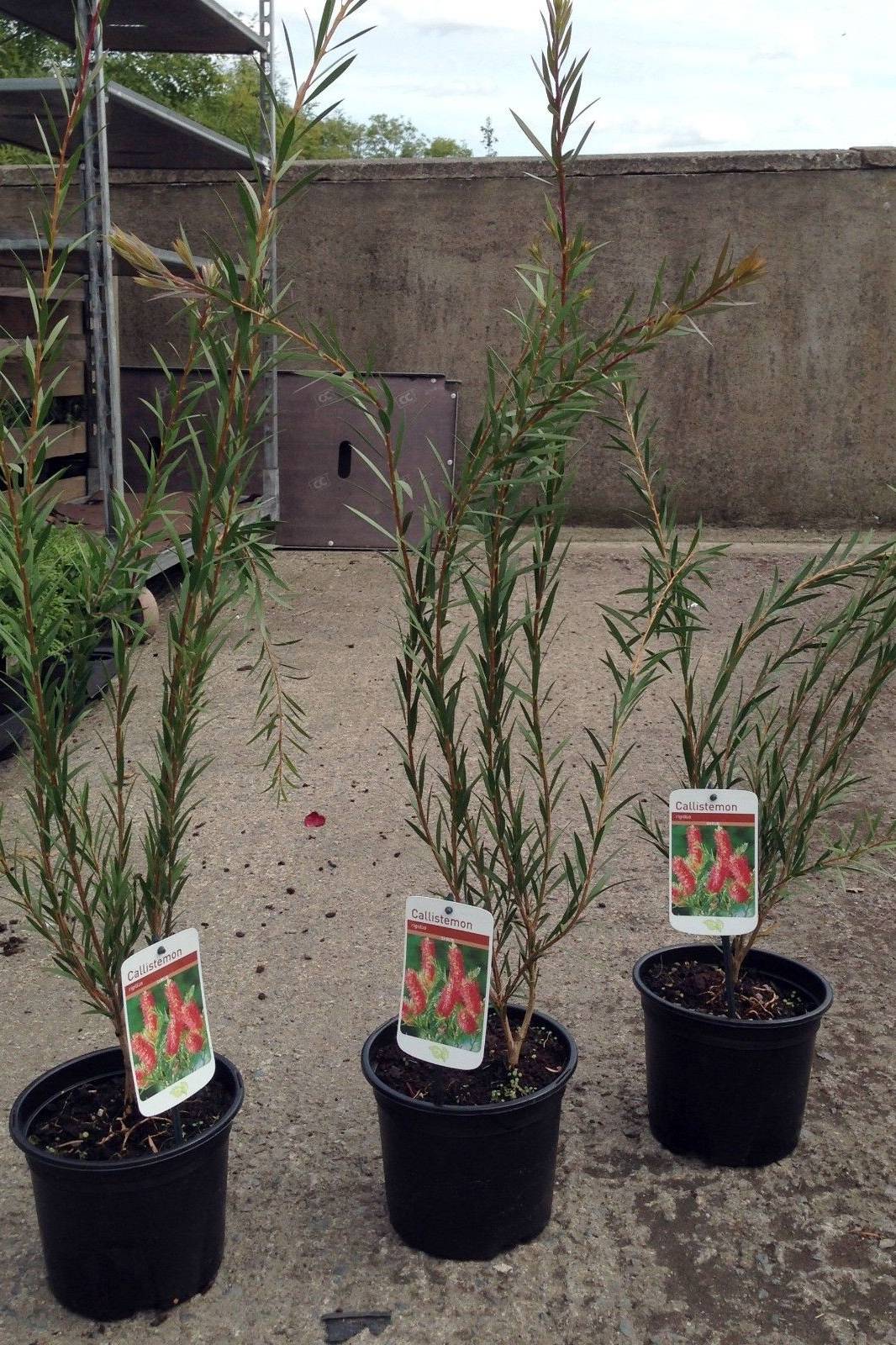 Callistemon Viminalis Or Bottle Brush Tree - Callistemon Viminalis - image 5