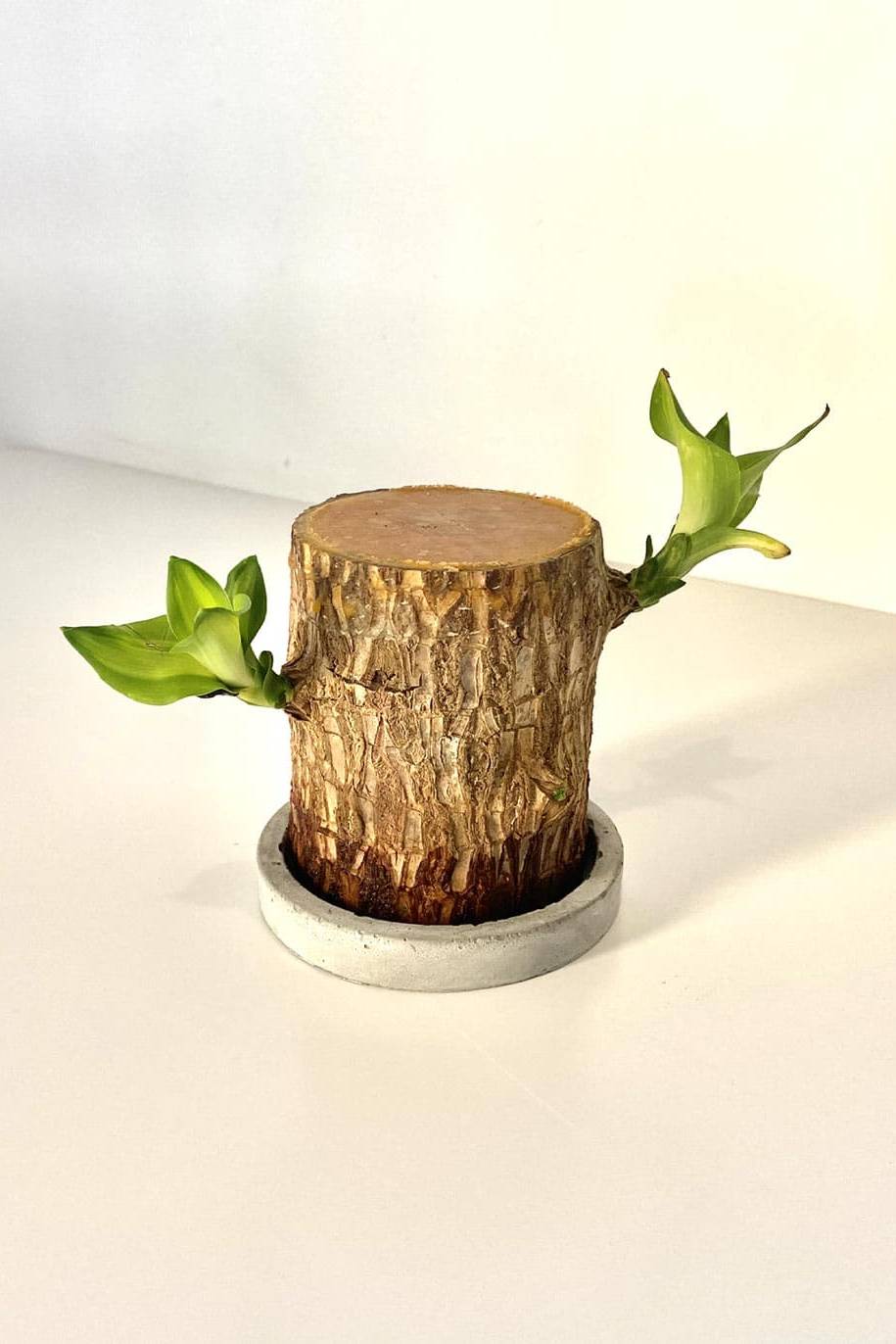 AFGQIANG Mini Brazil Lucky Wood Hydroponic Potted Plant Stump Mini Plant Indoor Office Desktop Decoration 