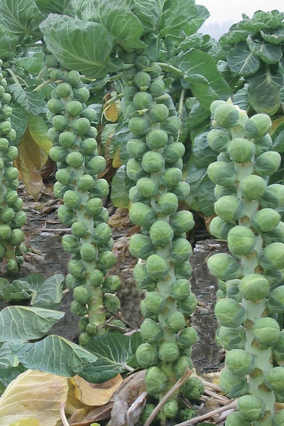 Brussels Sprout Seeds