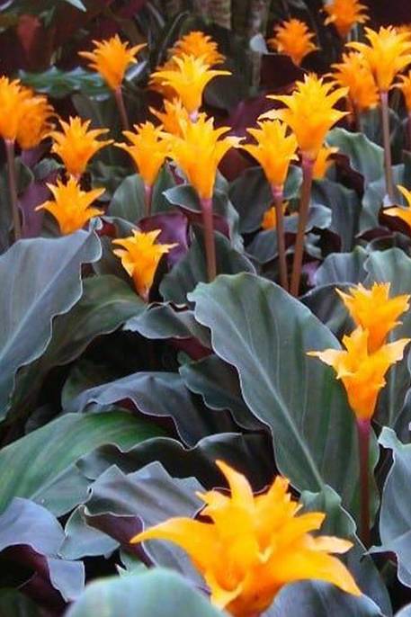 Calathea Crocata