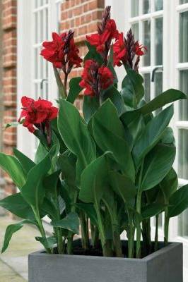 Canna Lily Green