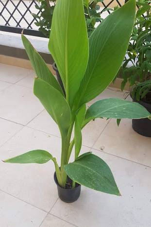 Canna Lily Green