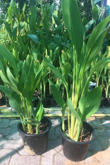 Canna Lily Green