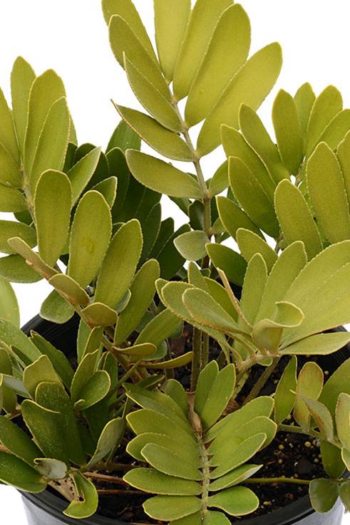 Zamia Furfuracea