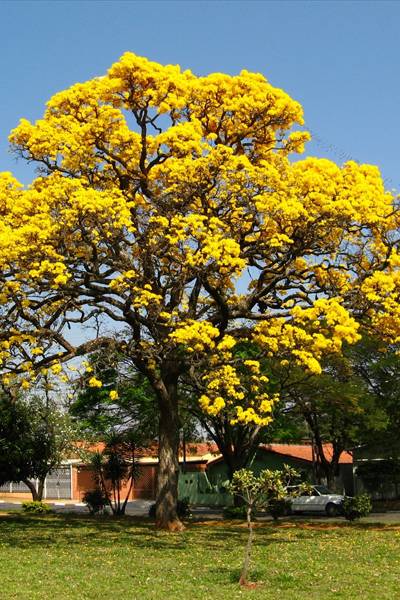 Caribbean Trumpet Tree