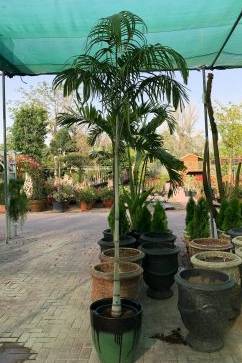 Carpentaria Palm