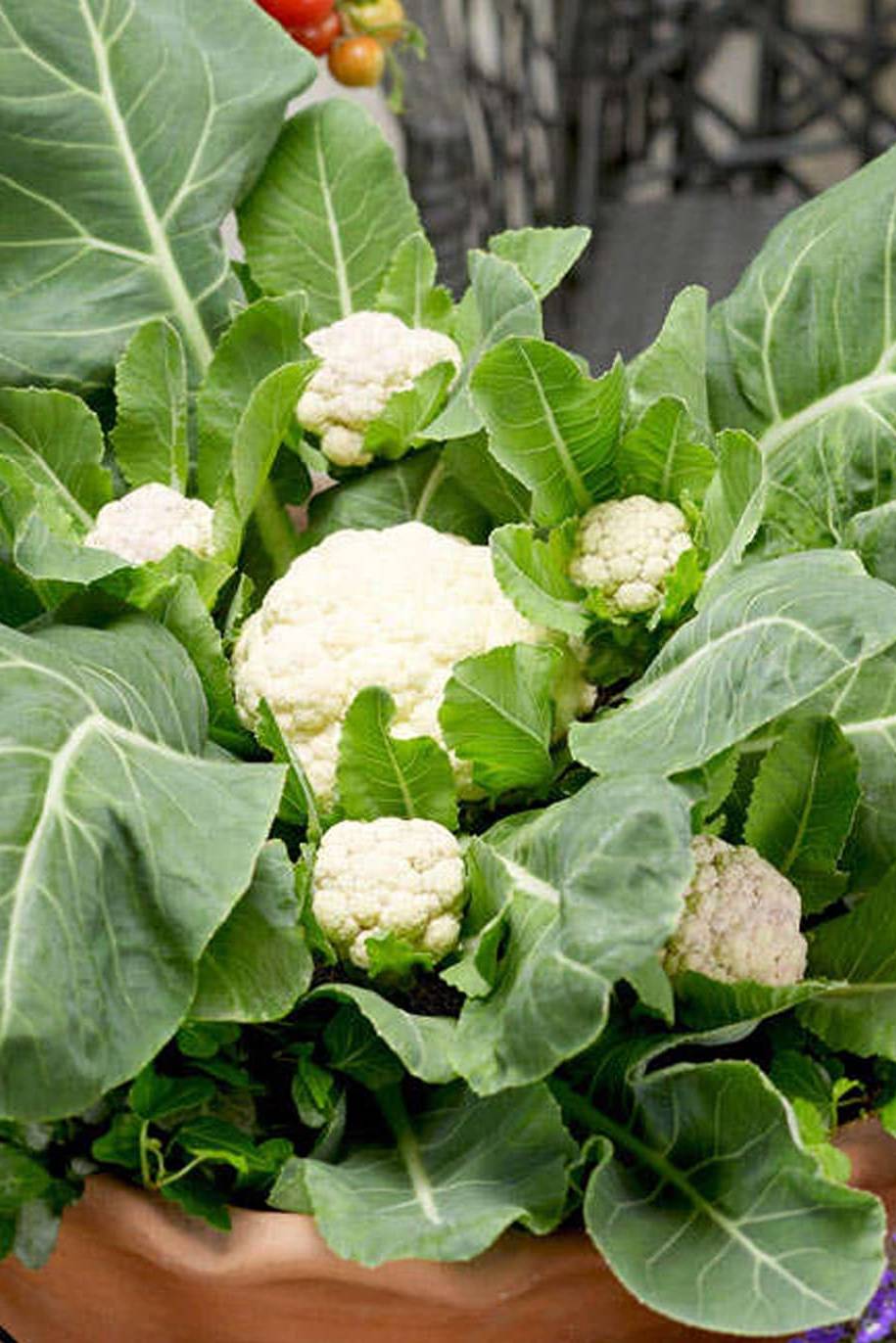Cauliflower Seeds - PS Seeds