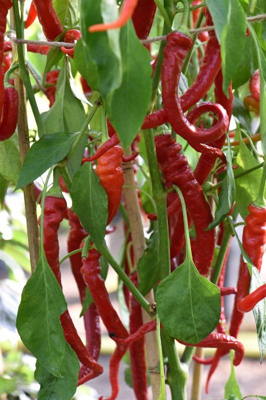 Chilli Pepper Cayenne Long Seeds