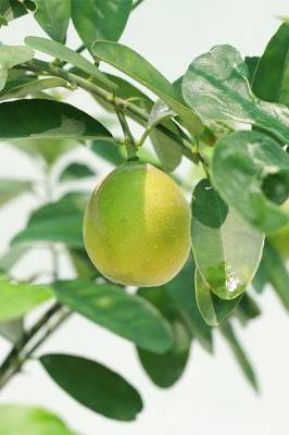 Citrus Lemon Omani