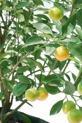 Citrus Lemon Omani - Citrus Aurantifolia - image 2