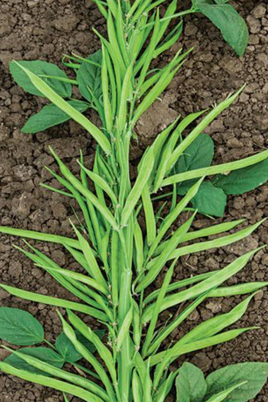 Cluster Bean Seeds