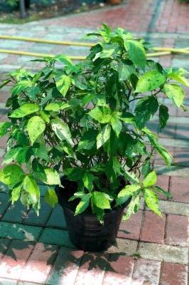 Copper Leaf Green - Acalypha Wilkesiana - image 2