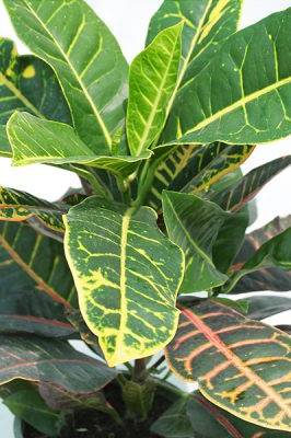 Croton - Codiaeum Variegatum Petra - image 2