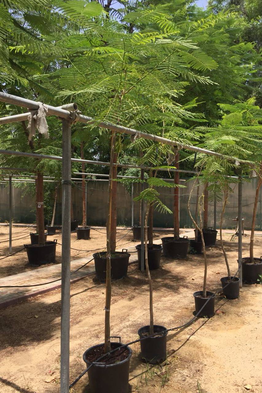 Royal Poinciana
