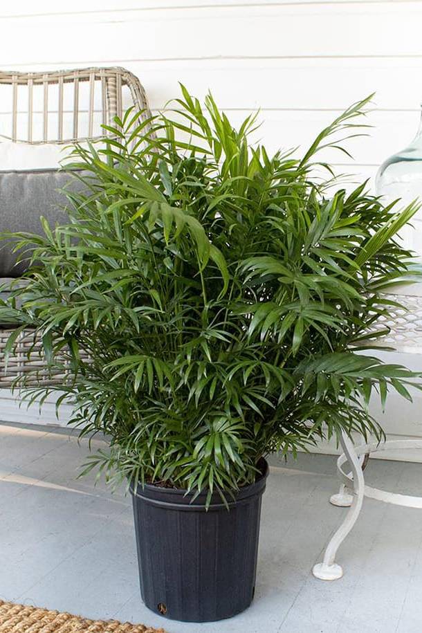 Bamboo Palm