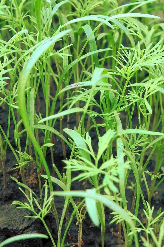 Dill Seeds