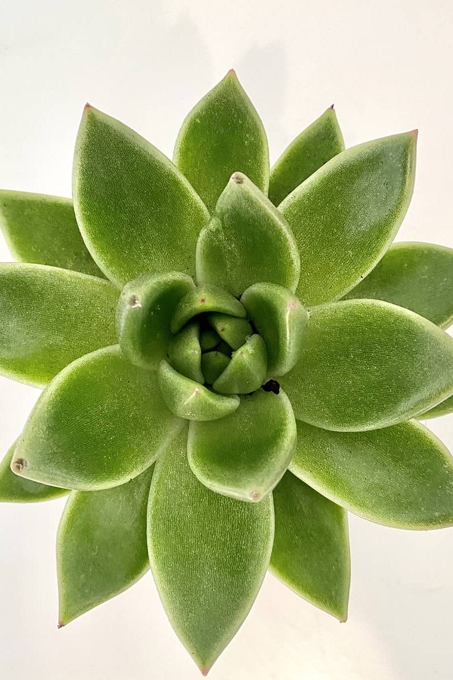 Echeveria OVR
