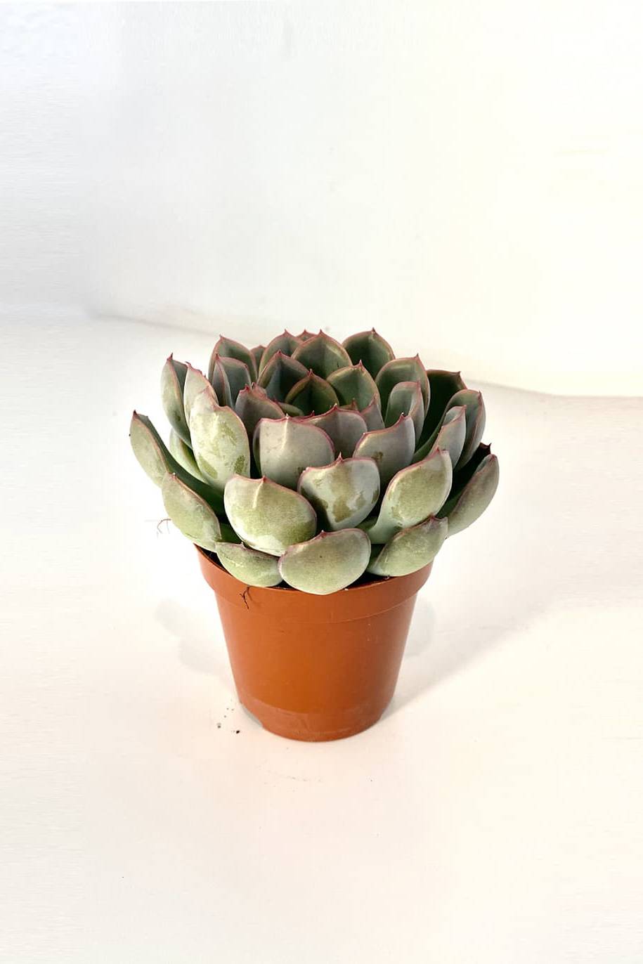 Echeveria Tippy