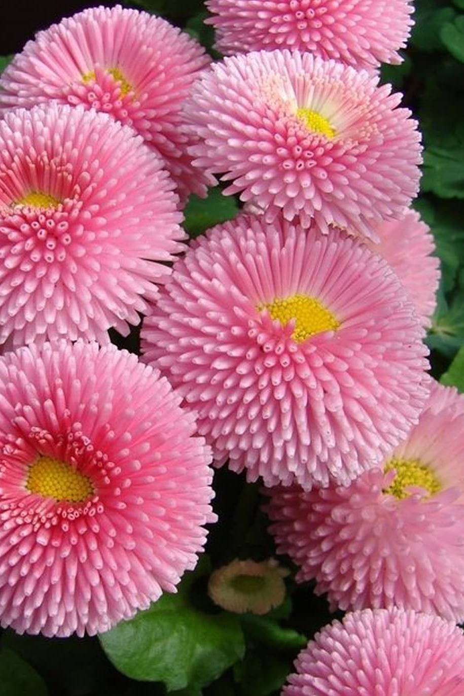 English Daisy Mix Color Seeds