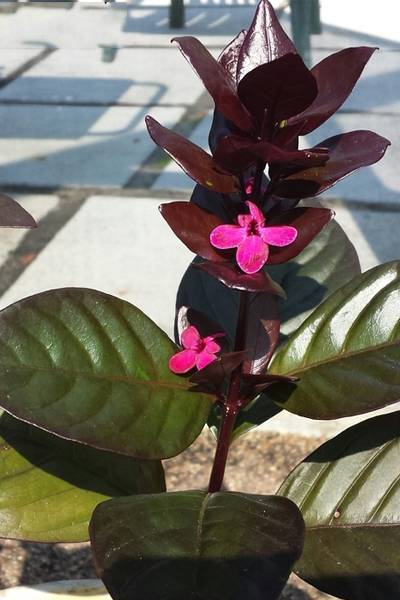 Eranthemum Black or Black Leaf Shooting Star