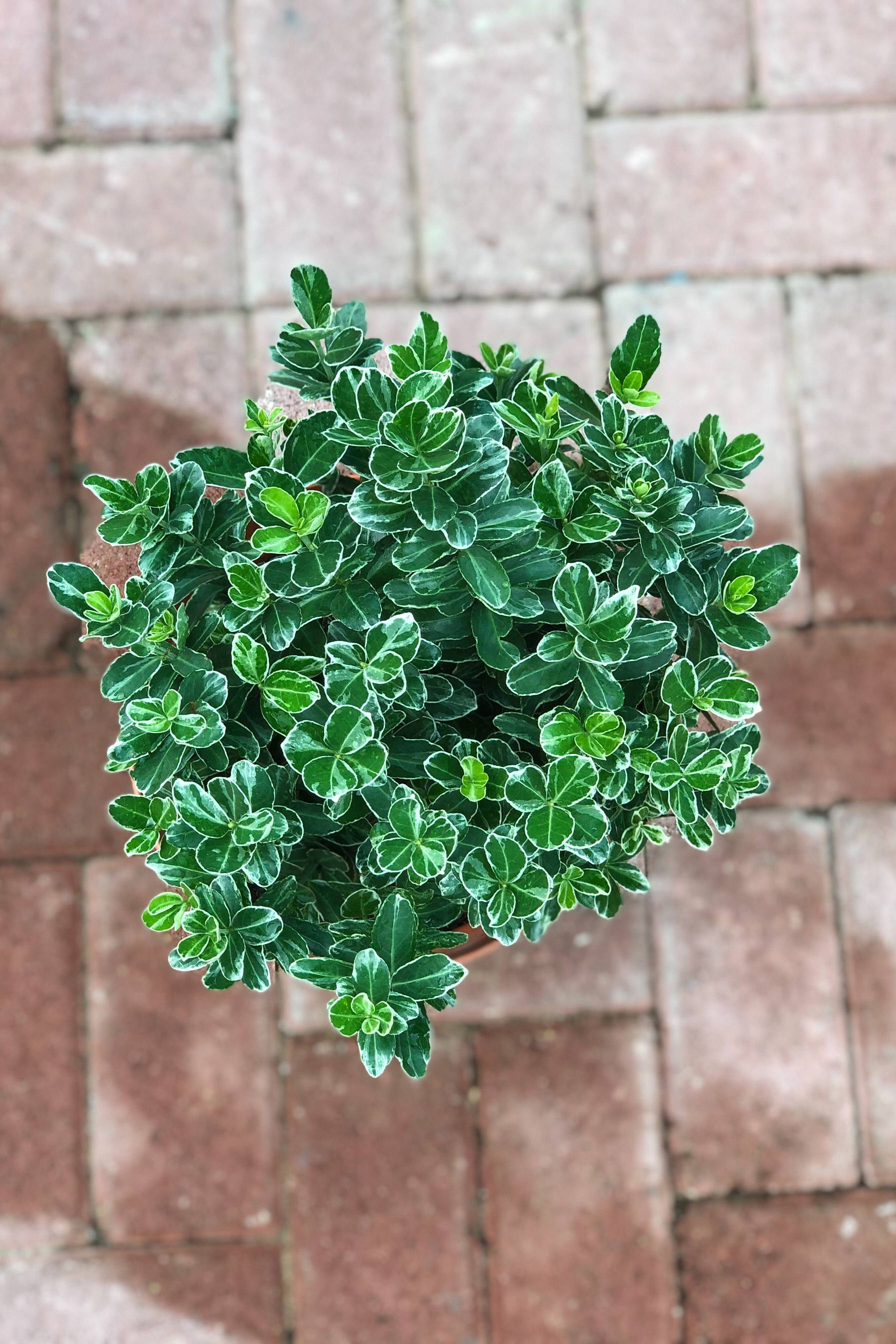 Albomarginatus Spindle Tree
