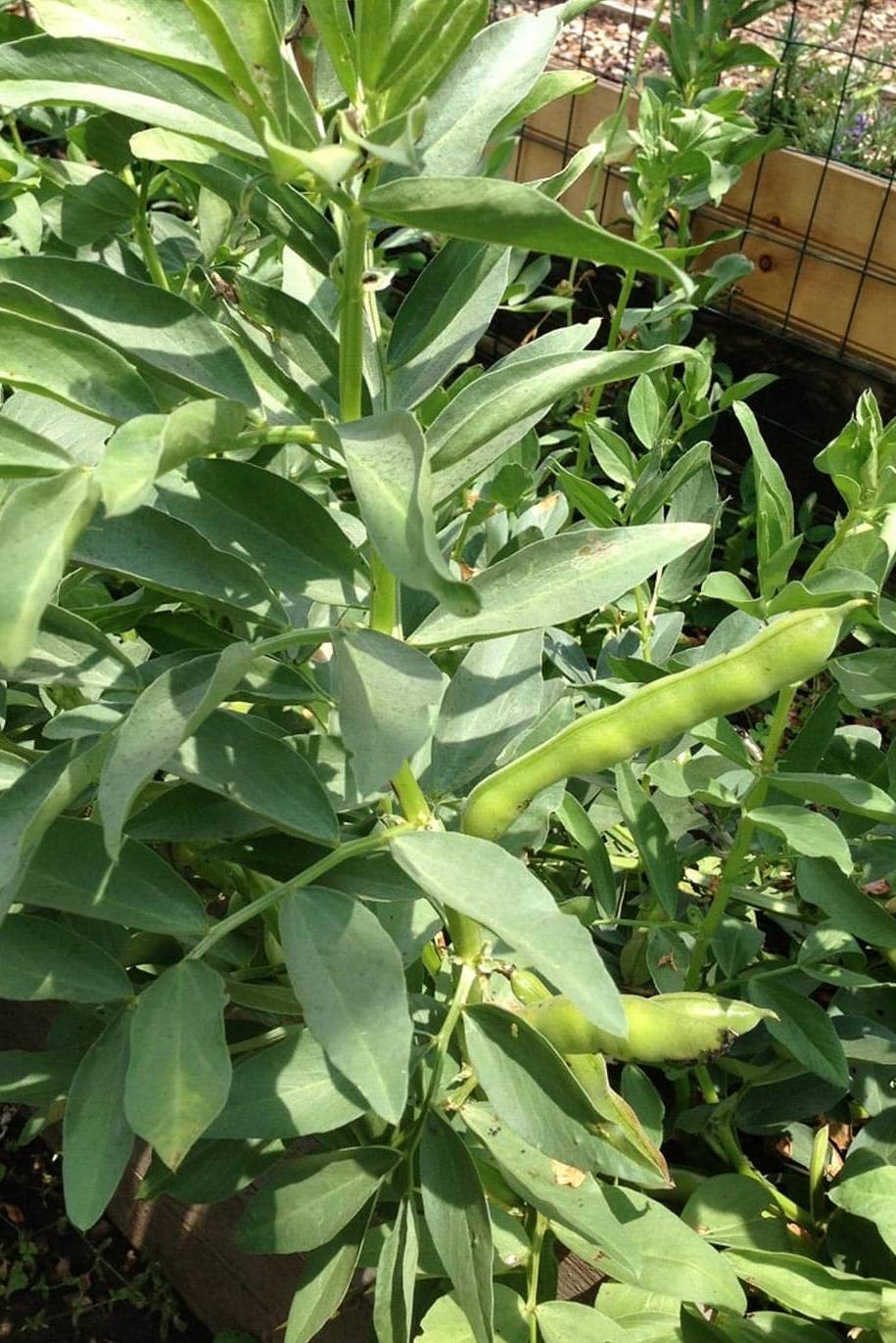 Fava Bean Seeds