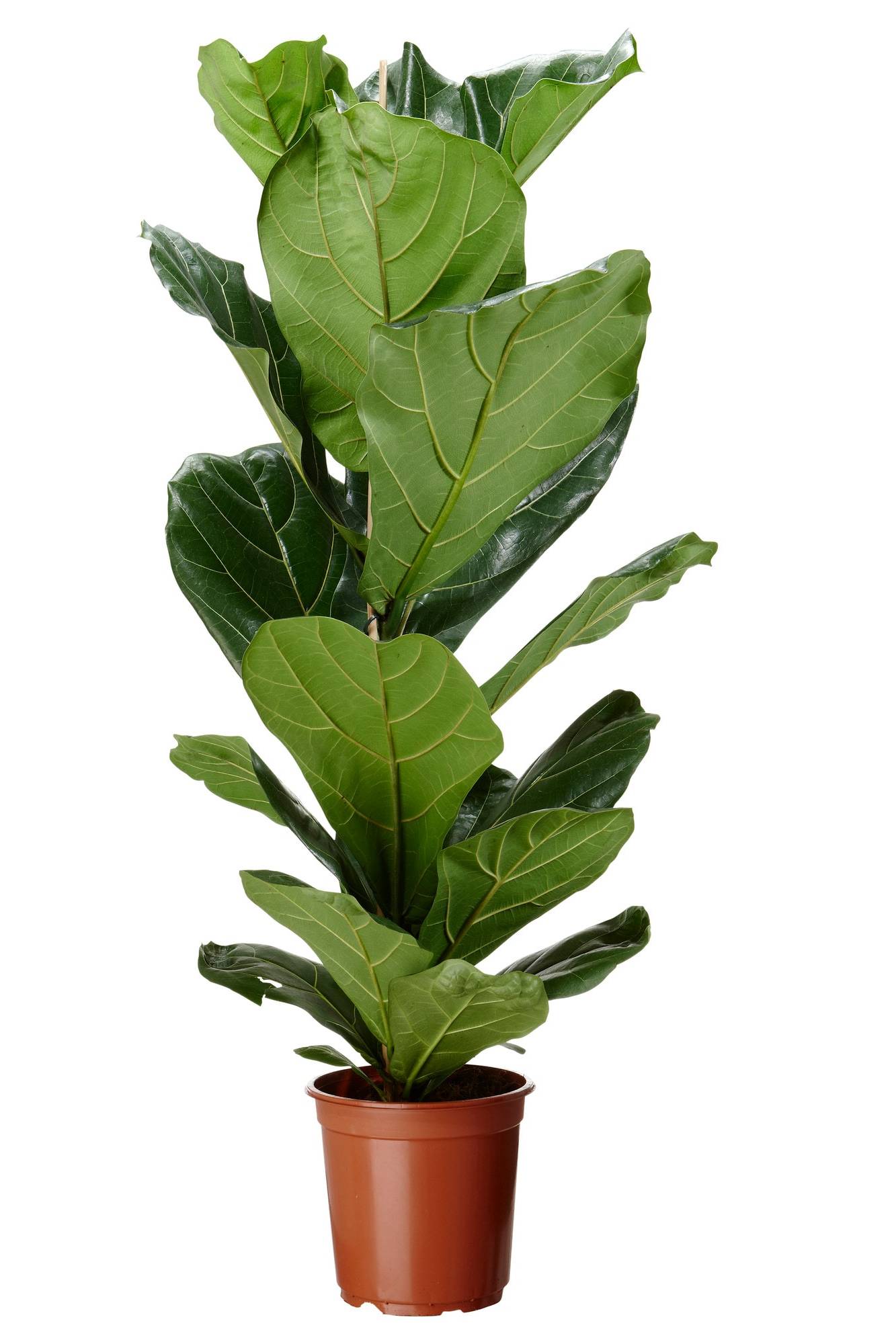 Fiddle-leaf Fig 70cm - 90cm
