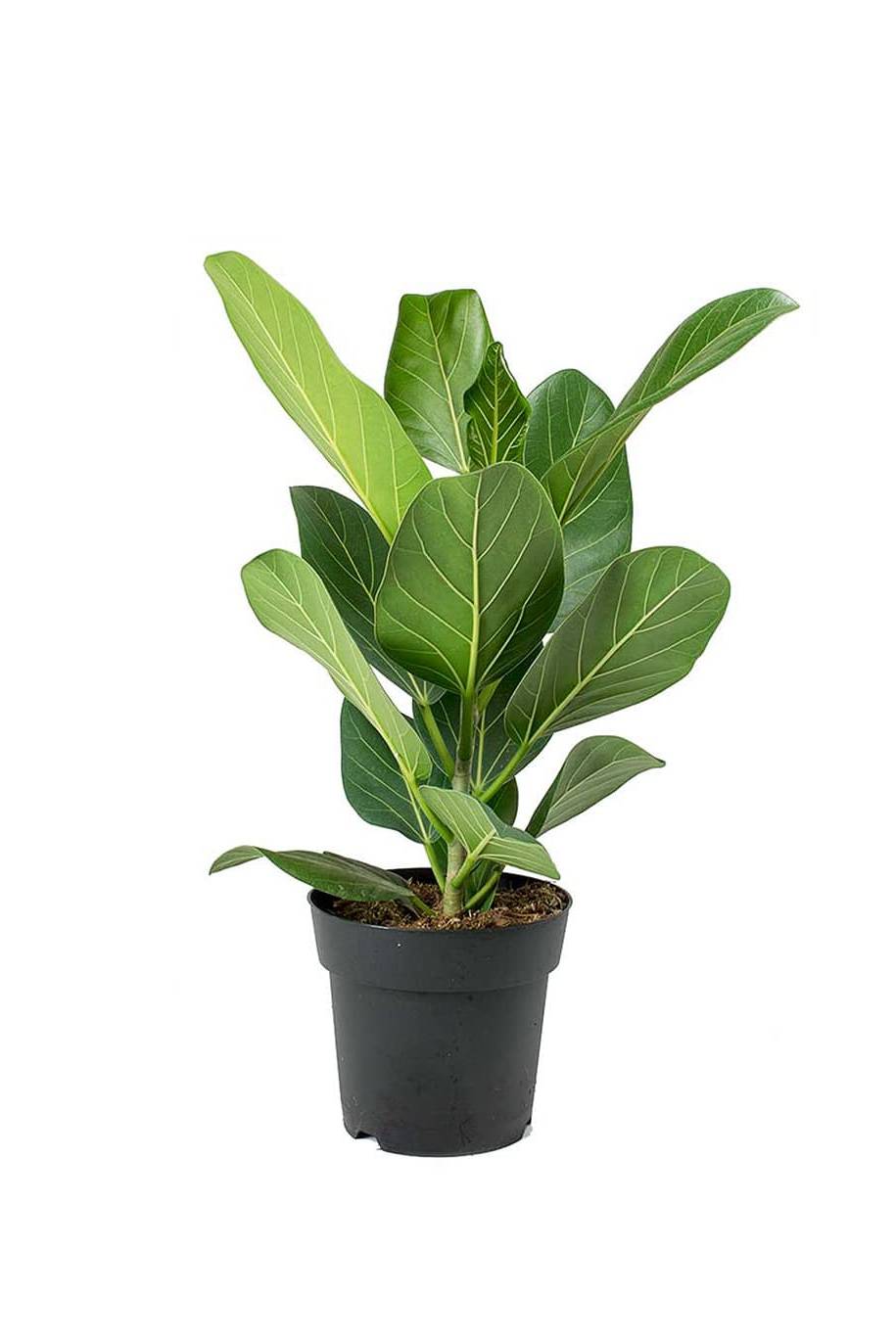 Ficus Audrey - Indoor Plants | Plantshop.me