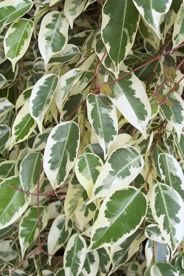 Ficus Benjamina Green Kinky