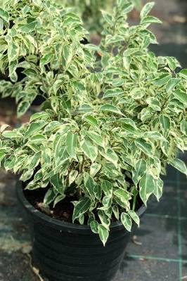 Buy Ficus Benjamina Starlight | Plantshop.me UAE