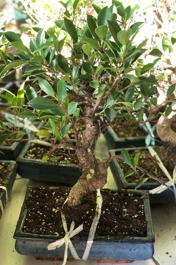 Ficus Bonsai - image 4