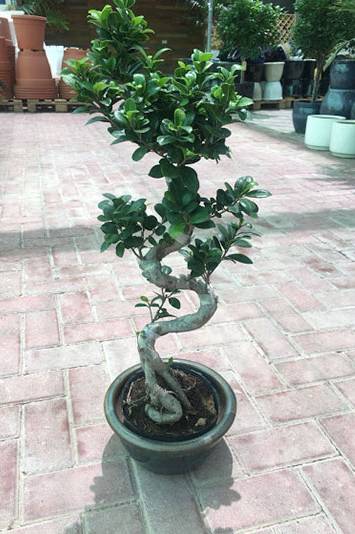 Ficus Bonsai XL - image 3