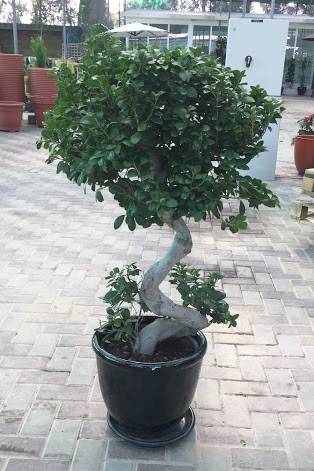 Ficus Bonsai 'S' shape