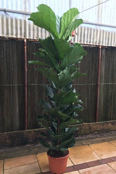 Fiddle-leaf Fig 150cm - 200cm