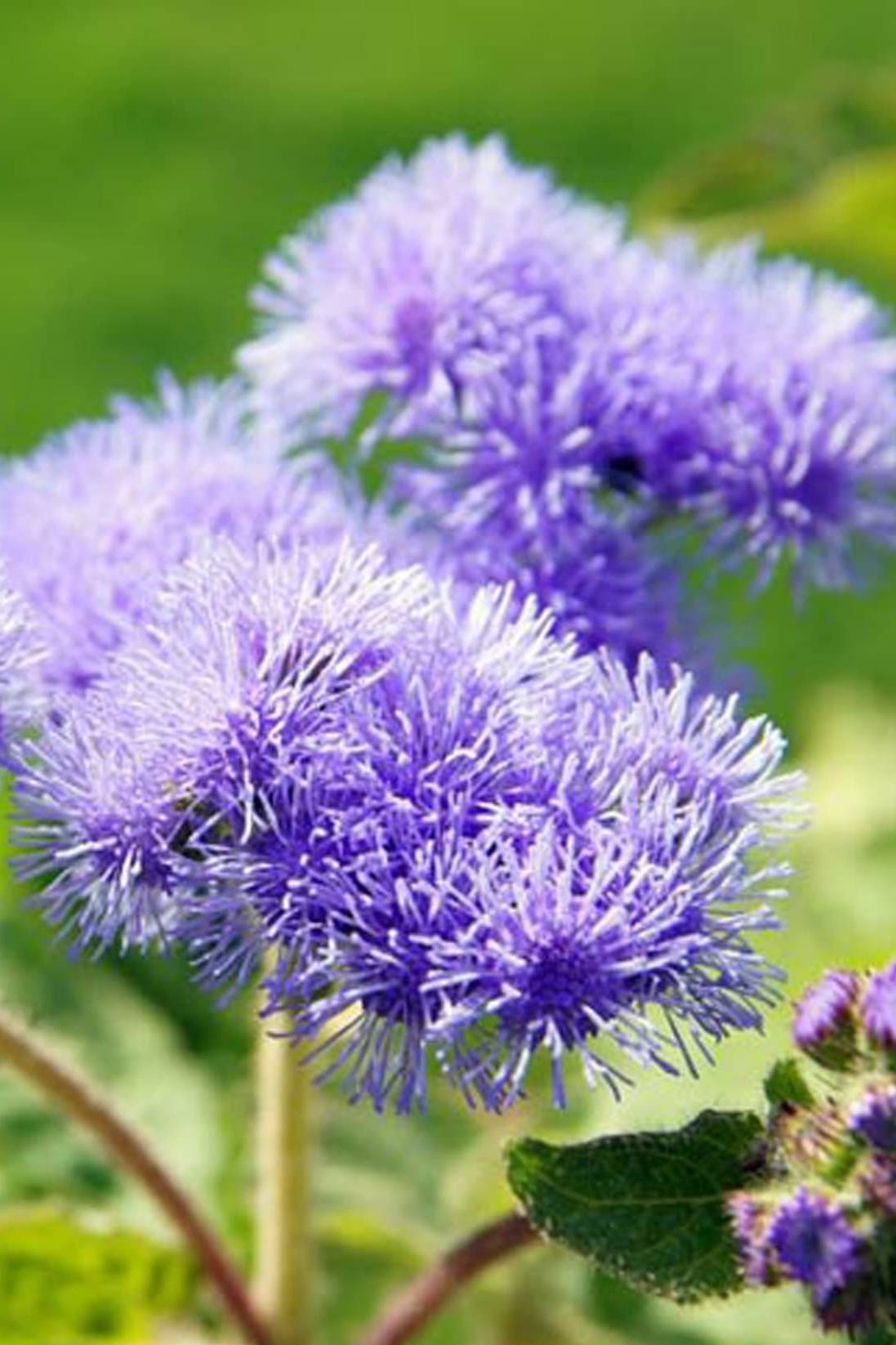 Floss Flower Blue Seeds