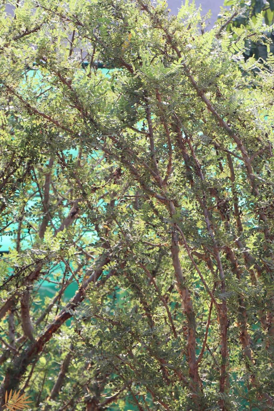 Frankincense Multi Trunk Tree