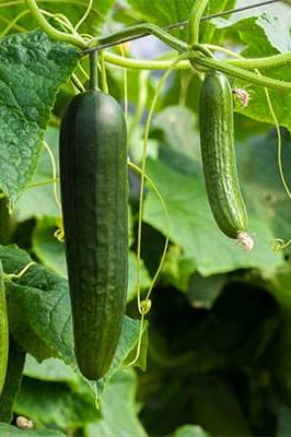 Cucumber Seeds
