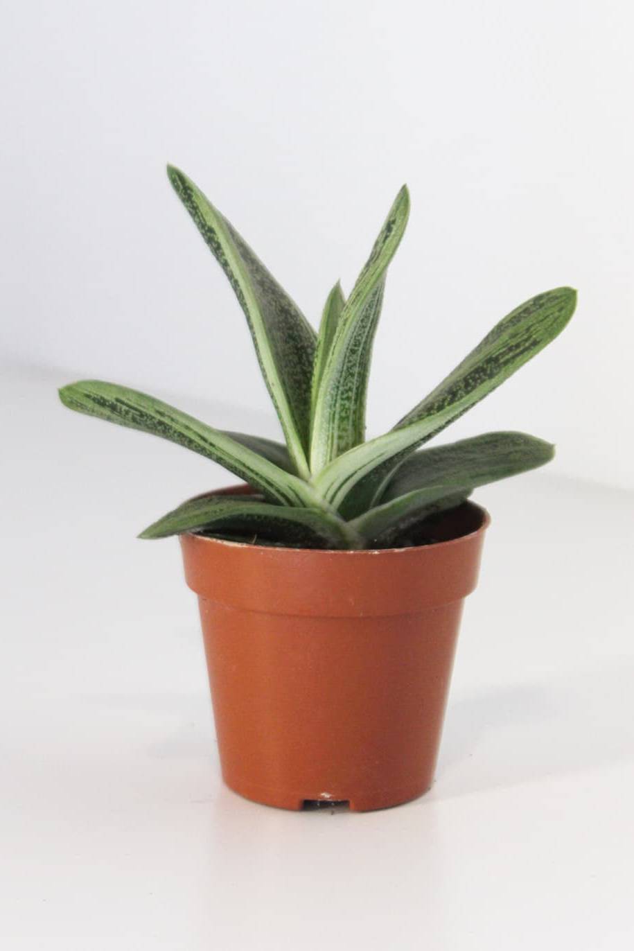 Gasteria Hybrid - Gasteria