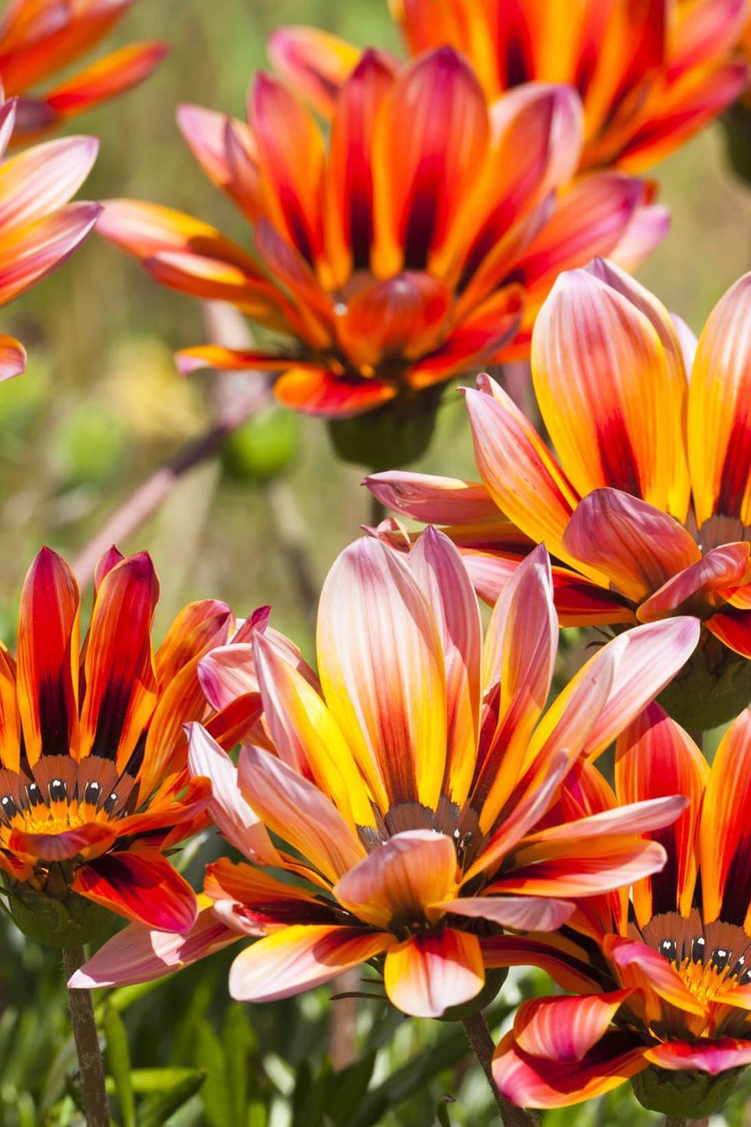 Gazania Mix color Seeds