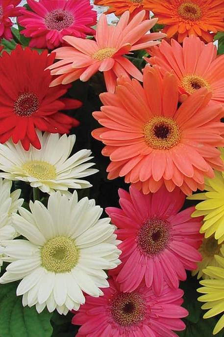 Gerbera Mix color Seeds