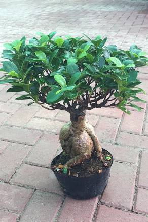 Ficus Microcarpa Bonsai