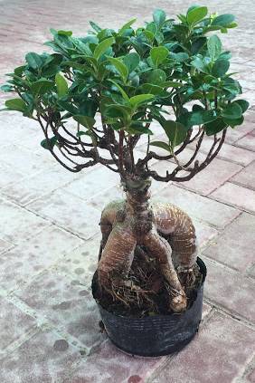 Ginseng Bonsai 30cm Outdoor