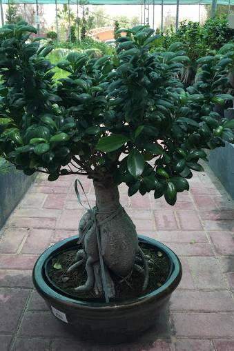 Ginseng Bonsai 60cm Indoor - image 2