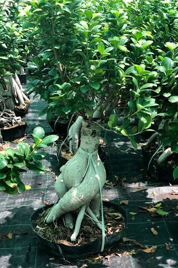 Ginseng Bonsai 60cm Outdoor - Ficus Microcarpa Bonsai - image 2