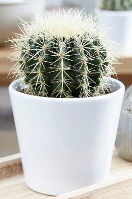 Golden Barrel Cactus - Small