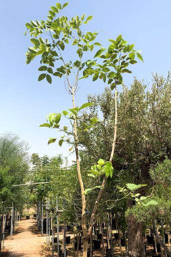 Golden Shower Tree - Cassia Fistula - image 4
